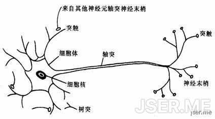 神经元